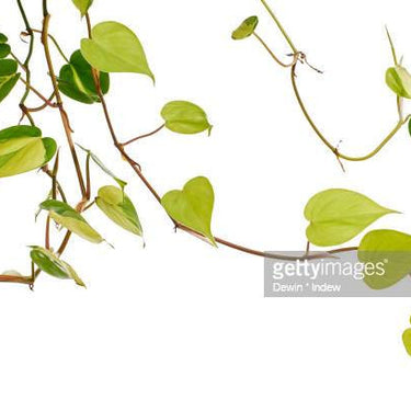 Philodendron Lemon Lime
