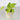 Philodendron Lemon Lime