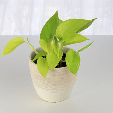 Philodendron Lemon Lime