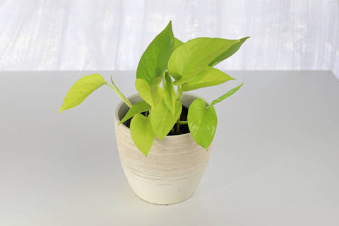 pothos lemon lime Philodendron Lemon Lime – Pike Nursery