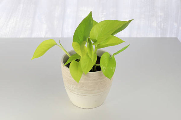 lime green house plant Philodendron Lemon Lime