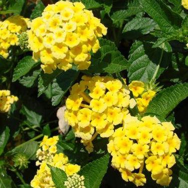 Lantana Chapel Hill Yellow