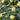 Lantana Chapel Hill Yellow