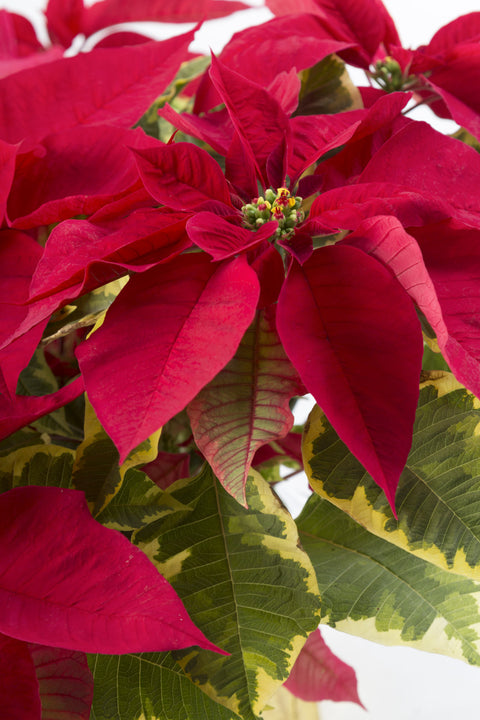 Poinsettia 'Tapestry'