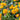 Lantana Miss Huff