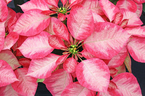 Poinsettia 'Ice Crystals'