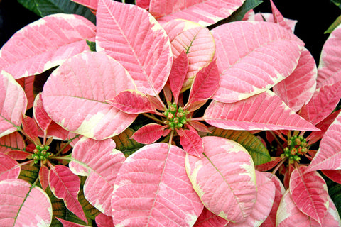 Poinsettia 'Marble'