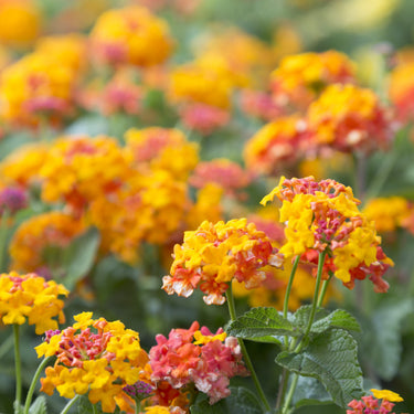 Lantana Miss Huff