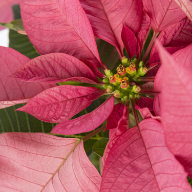 Poinsettia Pink