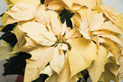 Poinsettia White