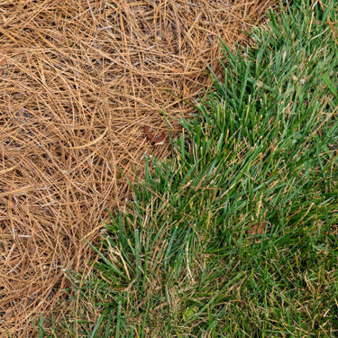 Long Needle Pine Straw