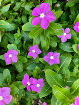 Lilac Vinca