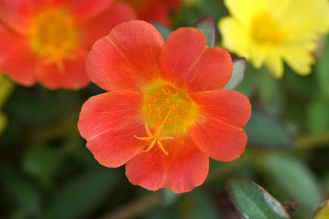 Orange Purslane