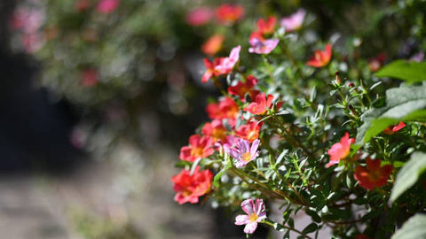 Orange Purslane