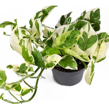 Pearl And Jade Pothos