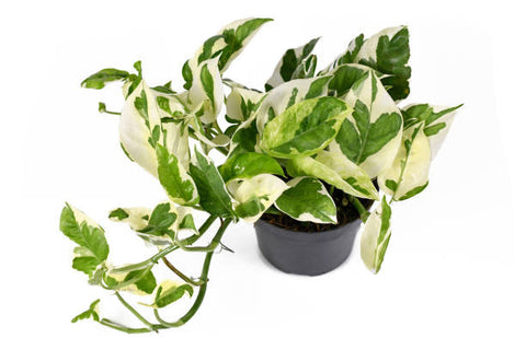 how to care for pearls and jade pothos houseplant Pearl And Jade Pothos