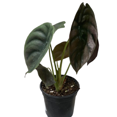 Alocasia Red Secret