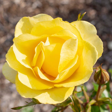 Gilded Sun Rose