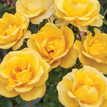 Gilded Sun Rose