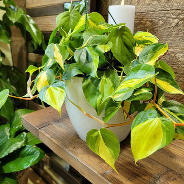 Brasil Philodendron