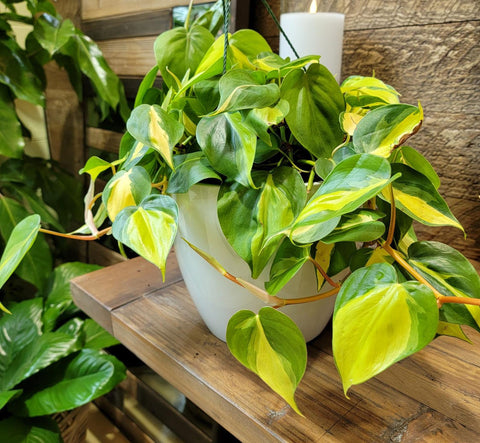 trailing philodendron brasil Brasil Philodendron – Pike Nursery