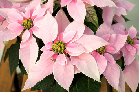 Poinsettia 'Princettia Pink'