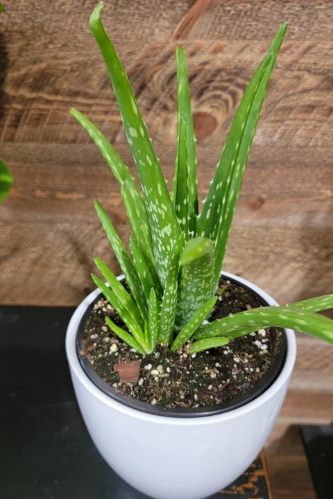 aloe vera plant with pot Aloe Vera 4 inch