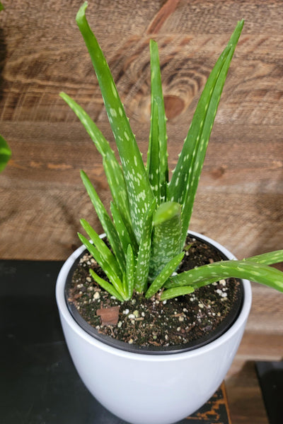Aloe Vera 4 inch