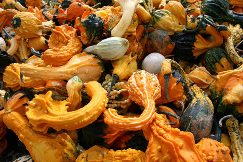 Ornamental Gourd Assorted