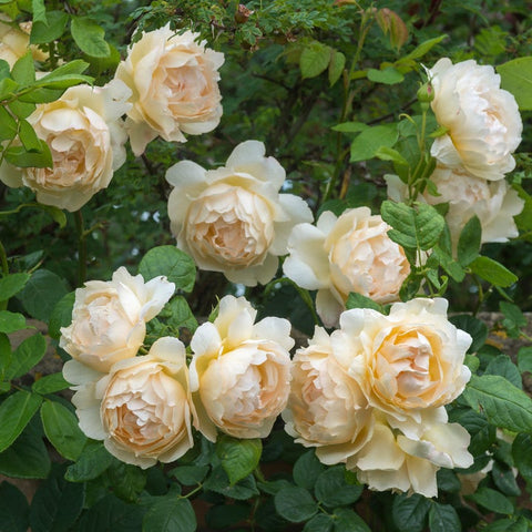 Wollerton Old Hall Rose