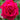 Sweet Spirit Rose