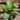 Dieffenbachia (Dumb Cane)