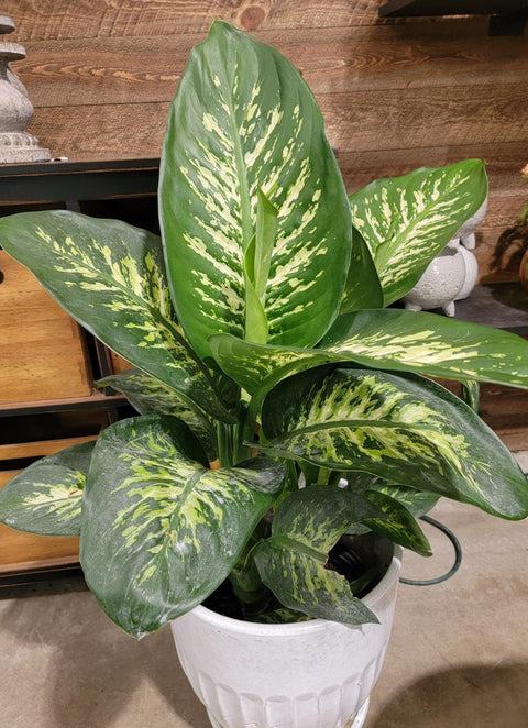 dieffenbachia or dumb cane Dieffenbachia (Dumb Cane)