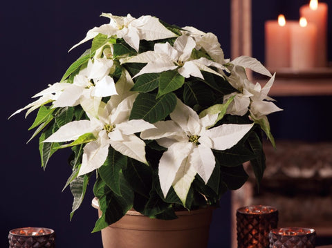 Poinsettia 'Princettia White'