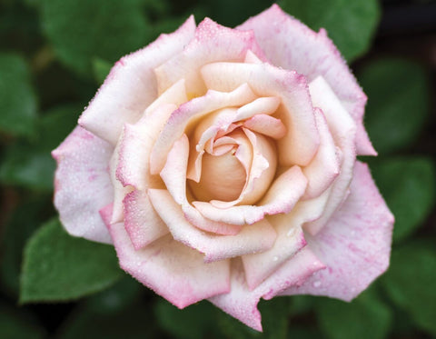 Pinkerbelle Rose