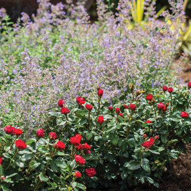 Petite Knock Out® Rose