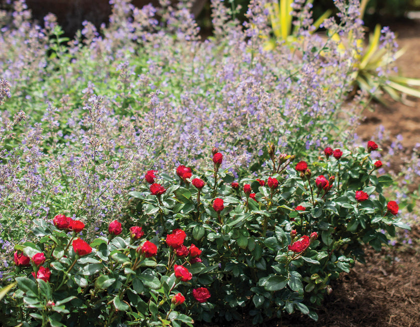 shrub rose Pike Nursery
