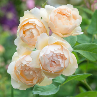 Wollerton Old Hall Rose