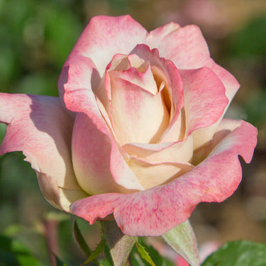 Pinkerbelle Rose