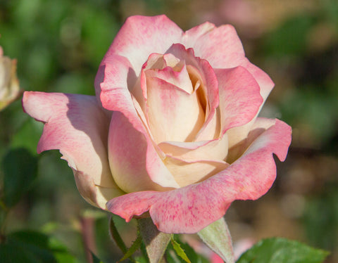 Pinkerbelle Rose