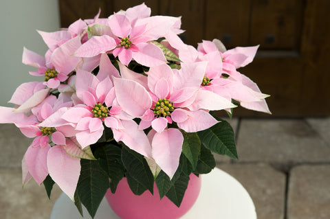 Poinsettia 'Princettia Pink'