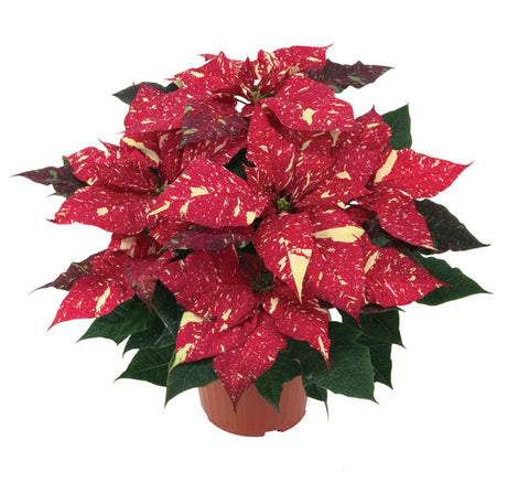 Poinsettia 'Red Glitter'