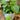 Chinese Money Plant