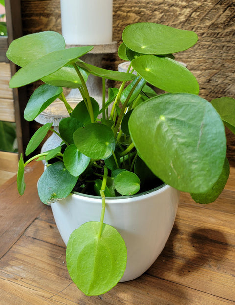 chinese money plant nz Chinese Money Plant