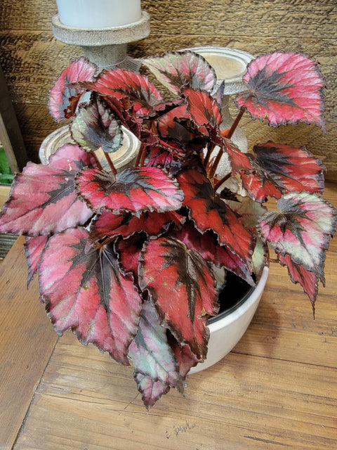 rex house plant Rex Begonia