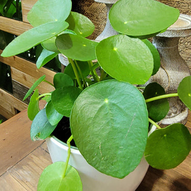 Chinese Money Plant