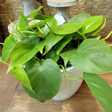 Heartleaf Philodendron