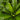 Japanese Nest Fern
