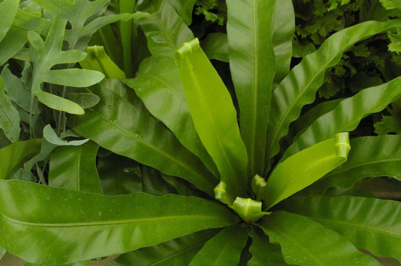 bird's nest fern price Japanese Nest Fern