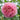Jubilee Celebration Rose